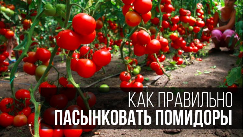 Instructions étape par étape pour les jardiniers novices: comment pincer correctement les tomates dans une serre et pourquoi vous en avez besoin