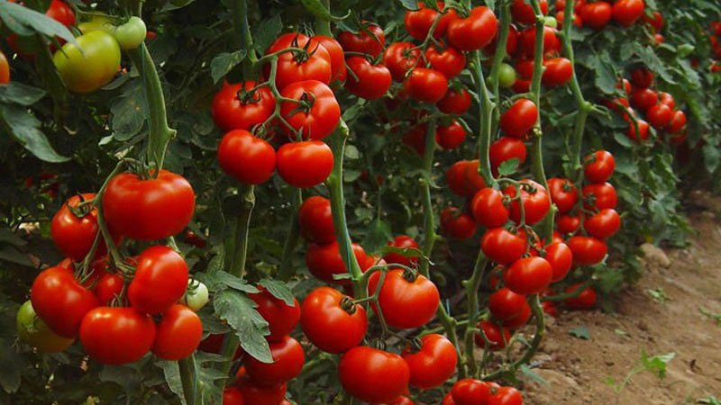 Une variété populaire et appréciée de tomates cerises aigres-douces: la tomate pinceau japonaise et ses bienfaits