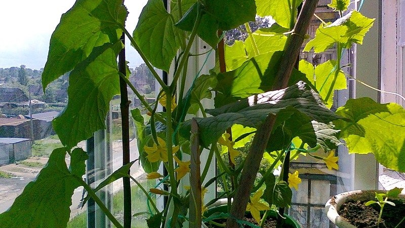 Instructions étape par étape pour les cultivateurs de légumes novices: comment faire pousser des concombres sur le balcon et obtenir une récolte