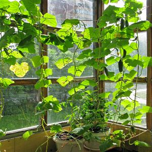 Instructions étape par étape pour les cultivateurs de légumes novices: comment faire pousser des concombres sur le balcon et obtenir une récolte