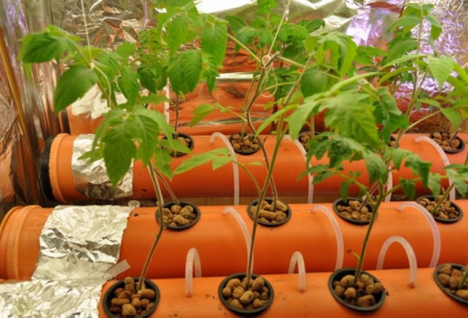 Secrets de la culture des tomates à la maison en culture hydroponique