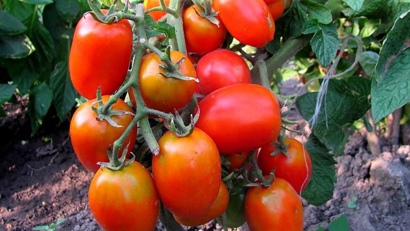 Nous obtenons le rendement maximal avec une dépense d'énergie minimale - tomate Le miracle du paresseux