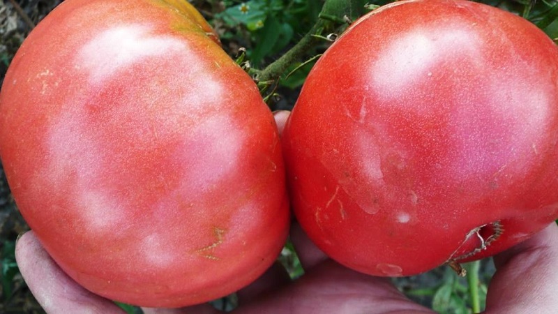 Une excellente variété pour les amateurs de tomates douces à gros fruits - la tomate géante rose