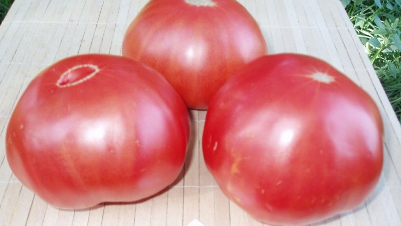 Une excellente variété pour les amateurs de tomates douces à gros fruits - la tomate géante rose