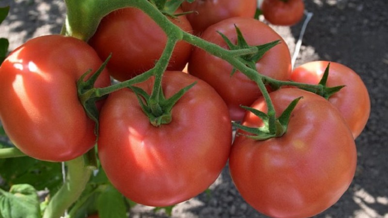Une excellente variété pour les amateurs de tomates douces à gros fruits - la tomate géante rose