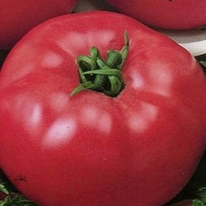 Une excellente variété pour les amateurs de tomates douces à gros fruits - la tomate géante rose