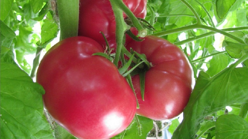 Une excellente variété pour les amateurs de tomates douces à gros fruits - la tomate géante rose