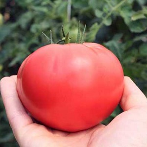 Délicieuse tomate laitue au doux goût de miel - la tomate Pink Elephant et ses autres bienfaits