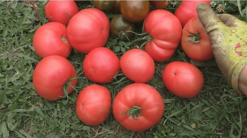 Délicieuse tomate laitue au doux goût de miel - la tomate Pink Elephant et ses autres bienfaits