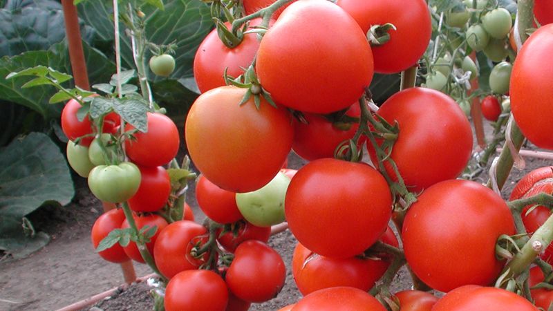Quels sont les avantages et les inconvénients des tomates pour le corps d'une femme: contre-indications et normes pour l'utilisation des tomates