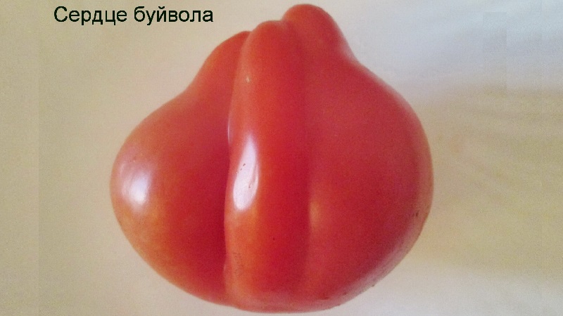 Nous cultivons nos propres grosses tomates avec une pulpe sucrée, juteuse et granuleuse: tomate Buffalo Heart