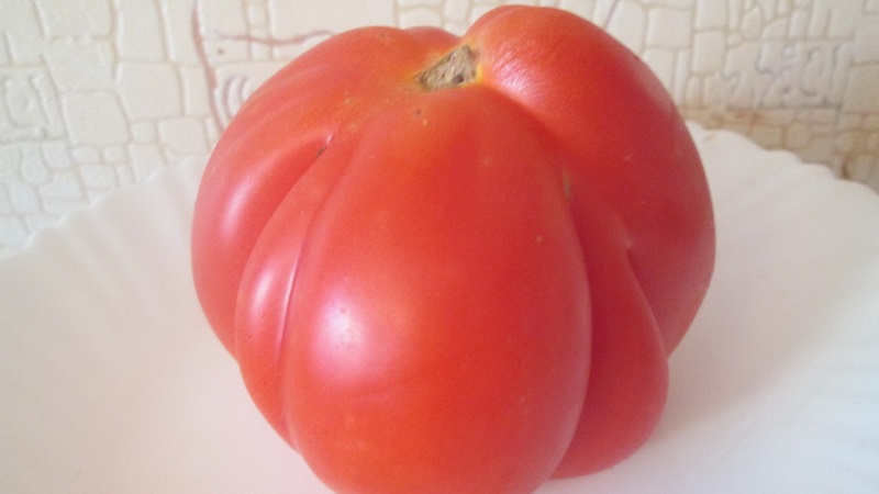 Nous cultivons nos propres grosses tomates avec une pulpe sucrée, juteuse et granuleuse: tomate Buffalo Heart
