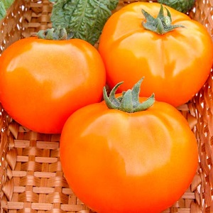 Invité lumineux et exotique dans le jardin: tomate orange