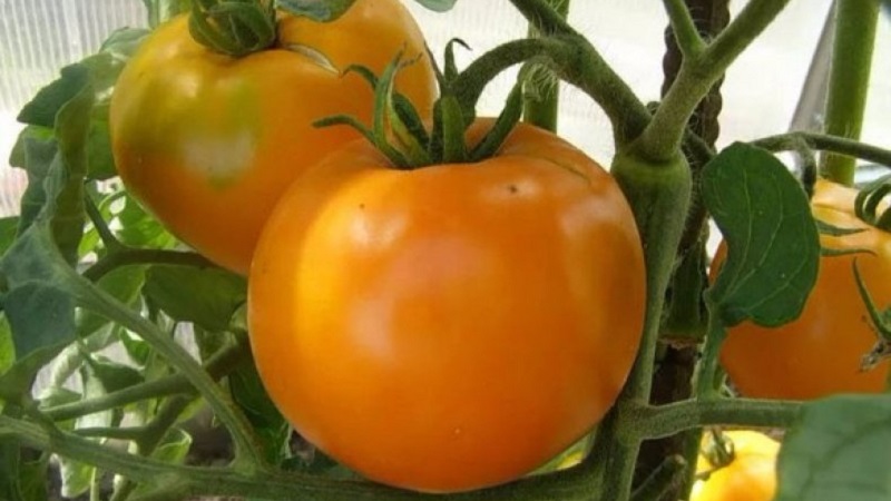 Invité lumineux et exotique dans le jardin: tomate orange