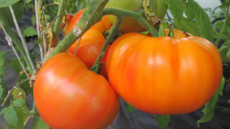 Invité lumineux et exotique dans le jardin: tomate orange