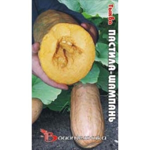 Champagne Pastila citrouille charnu et léger avec une pulpe juteuse et un arôme unique