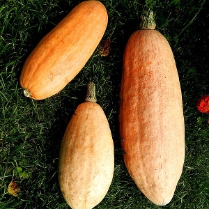 Champagne Pastila citrouille charnu et léger avec une pulpe juteuse et un arôme unique
