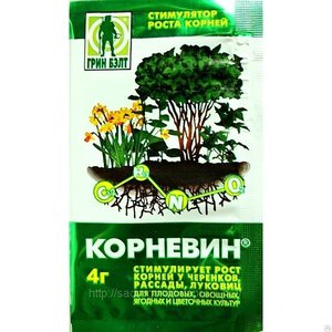 Tomates miniatures polyvalentes et faciles d'entretien Doigts de miel: cultivez intelligemment