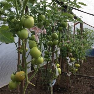 Nous cultivons des tomates Wild Rose dans notre jardin et profitons d'une riche récolte de fruits gros et juteux