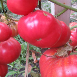 Nous cultivons une tomate Wild Rose dans notre jardin et profitons d'une riche récolte de gros fruits juteux