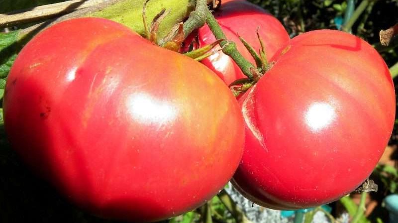 Nous cultivons des tomates Wild Rose dans notre jardin et profitons d'une riche récolte de fruits gros et juteux