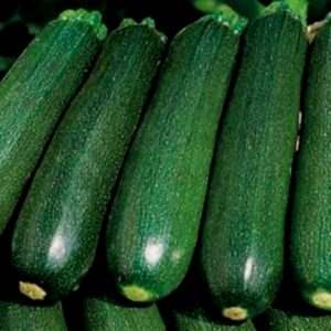Qu'est-ce que les courgettes courgettes: nous nous familiarisons avec la vue, cultivons sur notre site et l'utilisons pour de délicieux plats