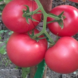 Tomates Pandarosa sucrées, grosses et très parfumées - décoration de jardin