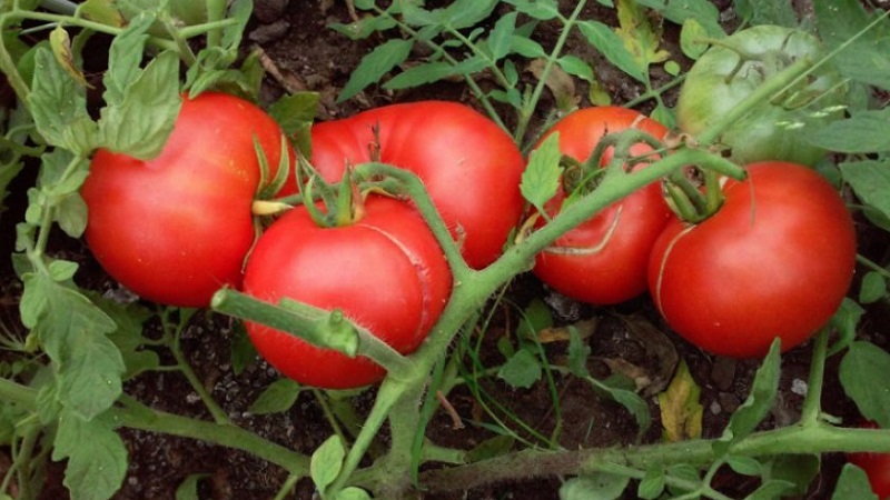Variété à croissance faible pour les résidents d'été novices - Tomate naine mongole: description de la variété et commentaires de sa culture