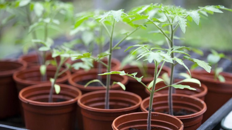 Variété à croissance faible pour les résidents d'été novices - Tomate naine mongole: description de la variété et commentaires de sa culture