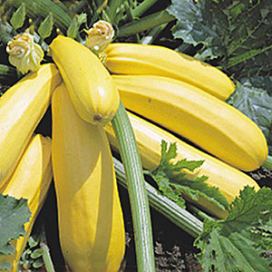 Les meilleures variétés de courgettes en pleine terre: une photo avec une description, des conseils pour choisir