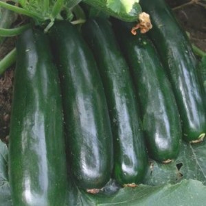 Les meilleures variétés de courgettes en pleine terre: une photo avec une description, des conseils pour choisir
