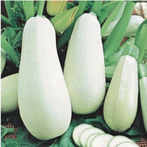 Les meilleures variétés de courgettes en pleine terre: une photo avec une description, des conseils pour choisir