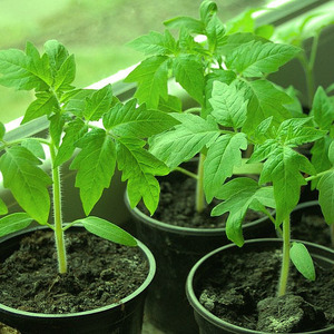 Variété en forme de poire avec un goût sucré et un arôme incroyable - tomate Ivan Kupala