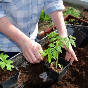 Variété en forme de poire avec un goût sucré et un arôme incroyable - tomate Ivan Kupala