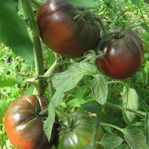 Une tomate Negritenok est un invité extrêmement inhabituel et exotique dans votre jardin: nous la cultivons nous-mêmes et profitons de la récolte
