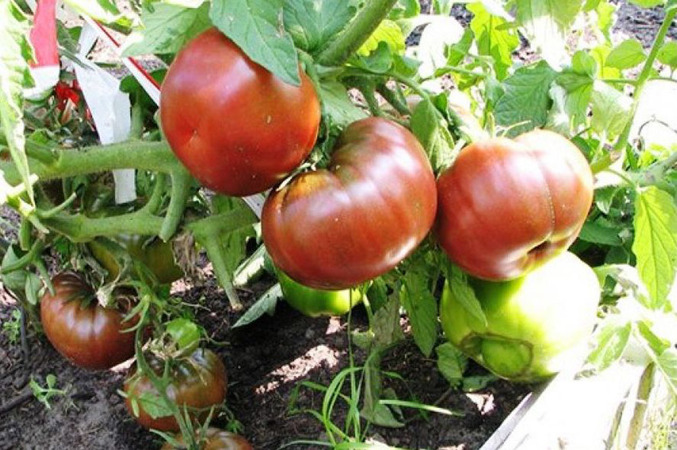 Une tomate Negritenok est un invité extrêmement inhabituel et exotique dans votre jardin: nous la cultivons nous-mêmes et profitons de la récolte