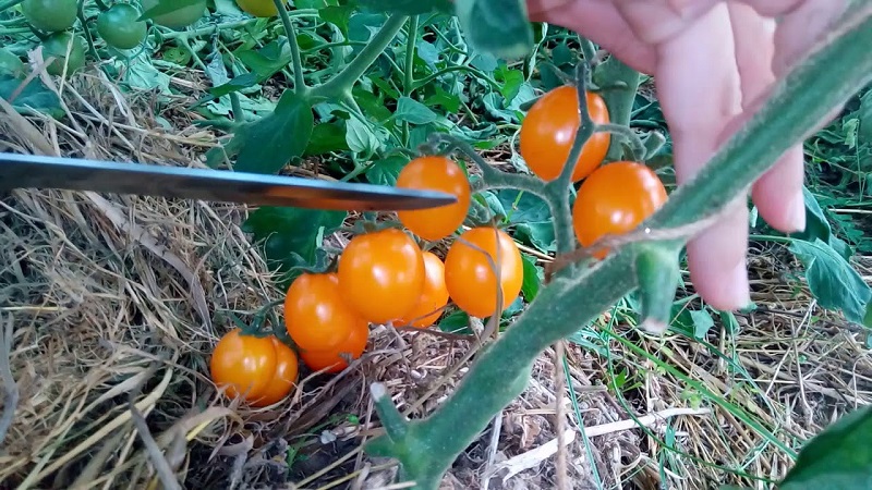 Instructions étape par étape pour cultiver une pépite de tomate Golden et ses avantages