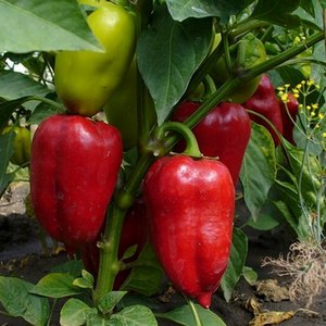 Pourquoi le poivre Winnie l'Ourson est bon: connaître la variété et apprendre à la cultiver correctement