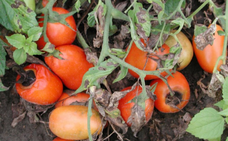 Nous trouvons la cause et la combattons efficacement: que faire si les tomates deviennent noires en dessous et comment éviter le problème