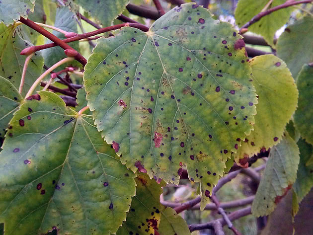 Nous trouvons la cause et la combattons efficacement: que faire si les tomates deviennent noires en dessous et comment éviter le problème