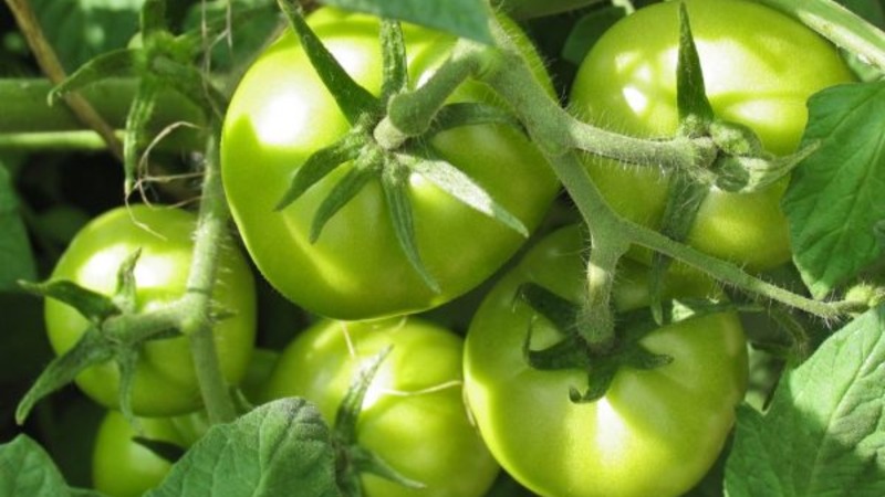 Une variété sans prétention et non capricieuse qui nécessite un entretien minimal - une tomate grasse: nous cultivons sans tracas