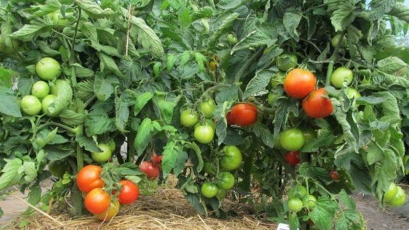 Une variété sans prétention et non capricieuse qui nécessite un minimum d'entretien - tomate grasse: nous cultivons sans tracas