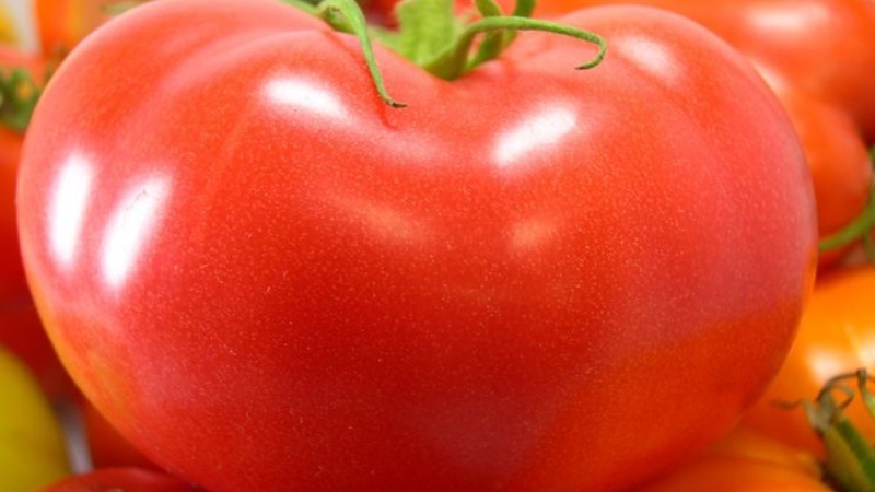 Une variété sans prétention et non capricieuse qui nécessite un minimum d'entretien - tomate grasse: nous cultivons sans tracas