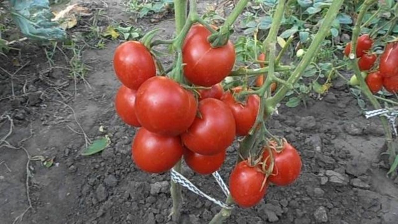 Une variété sans prétention et non capricieuse qui nécessite un entretien minimal - une tomate grasse: nous cultivons sans tracas