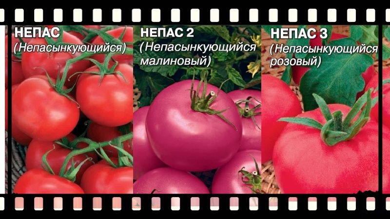 Qu'est-ce qu'une tomate nepas (nonsynky), à quoi sert-elle, comment elle est cultivée et quelles variétés sont considérées comme les meilleures