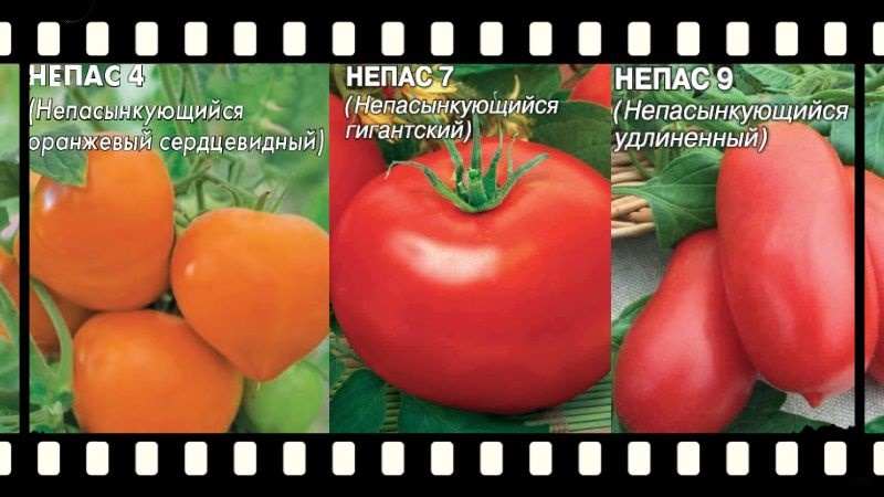 Qu'est-ce qu'une tomate nepas (nonsynky), à quoi sert-elle, comment elle est cultivée et quelles variétés sont considérées comme les meilleures