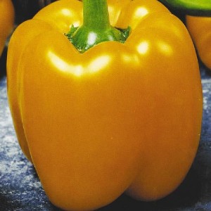 L'un des meilleurs types de poivrons - Golden Calf: un aperçu de la variété et de ses caractéristiques