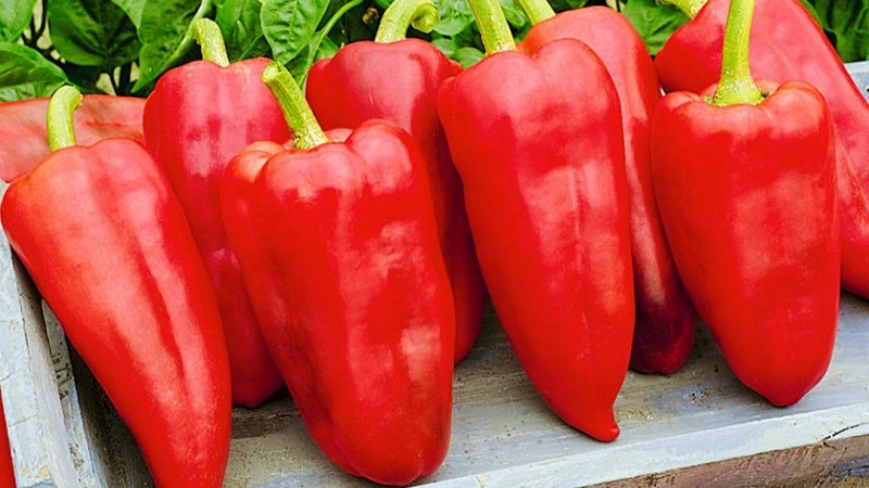 Pourquoi le poivre Winnie l'Ourson est bon: connaître la variété et apprendre à la cultiver correctement