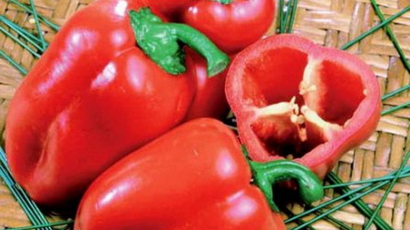 Pourquoi le poivre Winnie l'Ourson est bon: connaître la variété et apprendre à la cultiver correctement