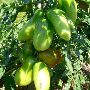 Rendement, maturation précoce, peu exigeante à entretenir et idéale pour la conservation, tomate Gulliver
